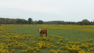 photography from http://undertheskysofark.wordpress.com