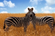 image credit:  www.wallpaperhere.com