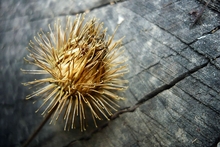 Image credit: www.wallpaperhere.com