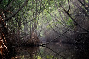 Image credit: Volodymyr Burdiak