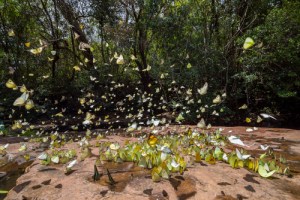 Image credit: furoking300/Shutterstock.com